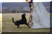 Hunde 257.JPG (408746 Byte)