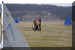 Hunde 259.JPG (401611 Byte)