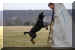 Hunde 261.JPG (385471 Byte)