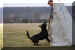 Hunde 267.JPG (365455 Byte)
