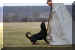 Hunde 270.JPG (370418 Byte)
