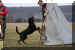 Hunde 280.JPG (407585 Byte)