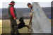 Hunde 281.JPG (350538 Byte)